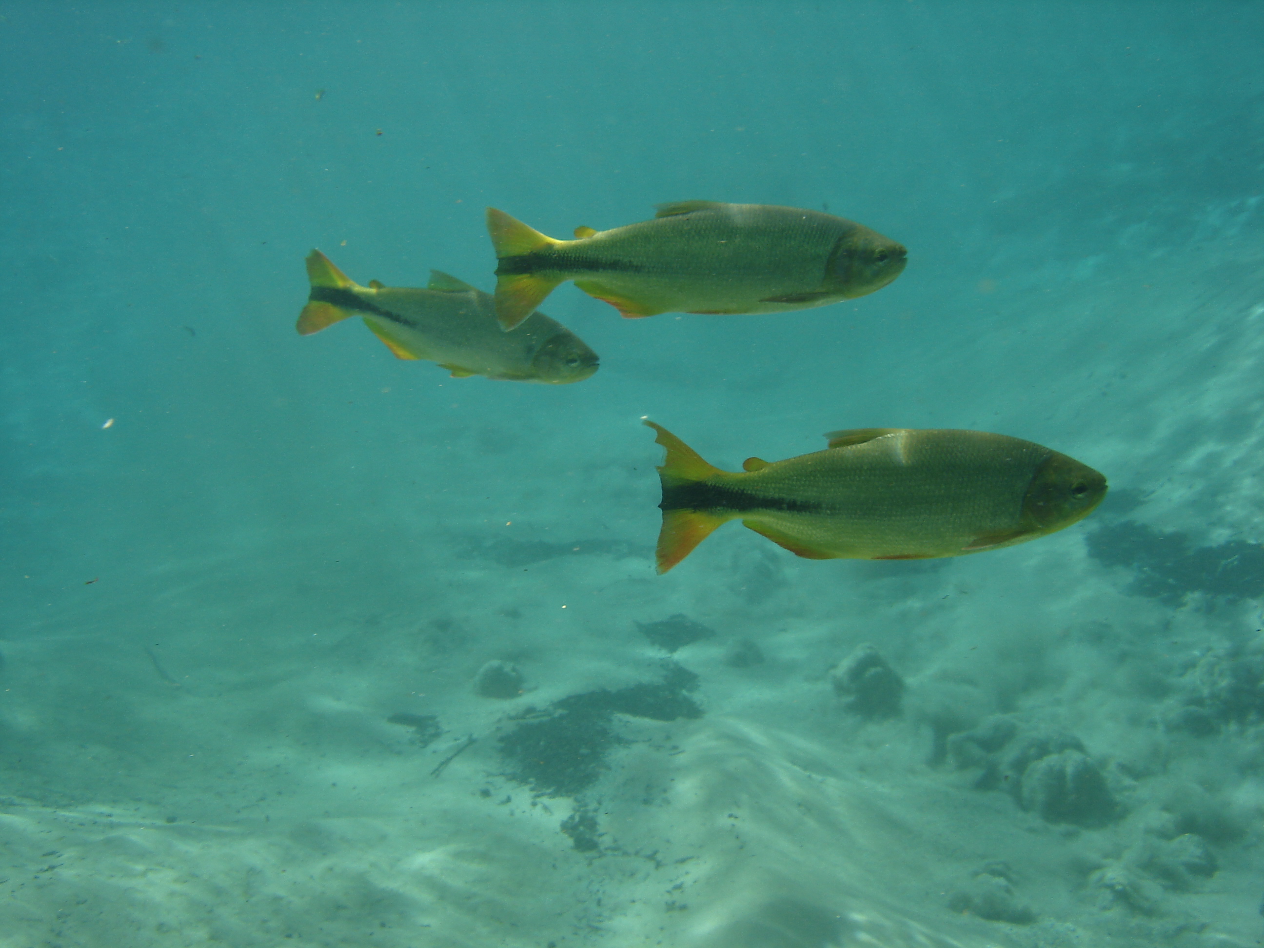 Bonito