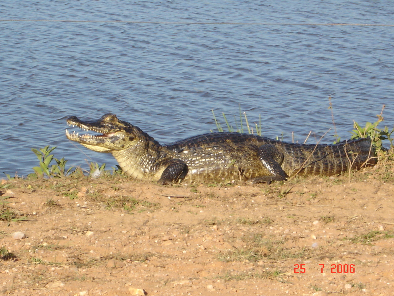 Transpantaneira